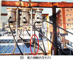 蛇 電線|電気事故に学ぼう46 他物接触 (鳥獣接触)による波及事故｜四国 